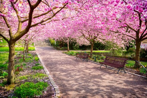 árboles sakura