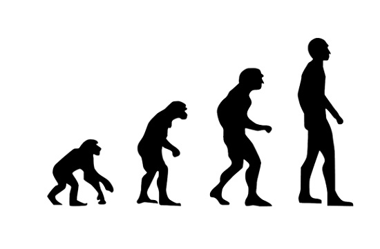 evolucin del ser humano