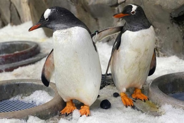 ping�inos gentoo
