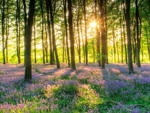 bosque de japn